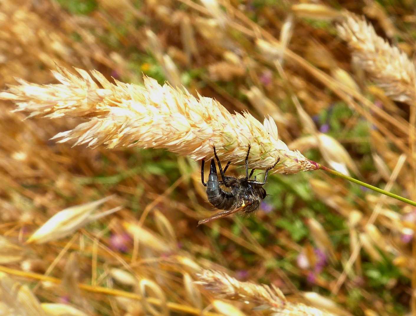 Asilidae in deposizione